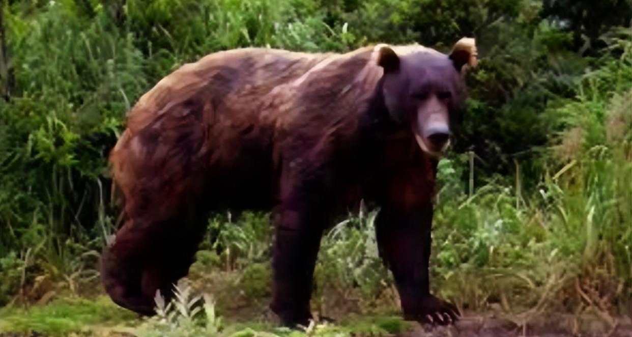 吃人熊出没！日本熊灾达危机级别，政府紧急应对