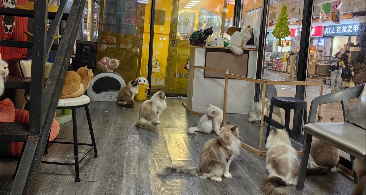 廣東一水庫旁有人放生上千只貓，多隻貓溺水！警方追查放生者