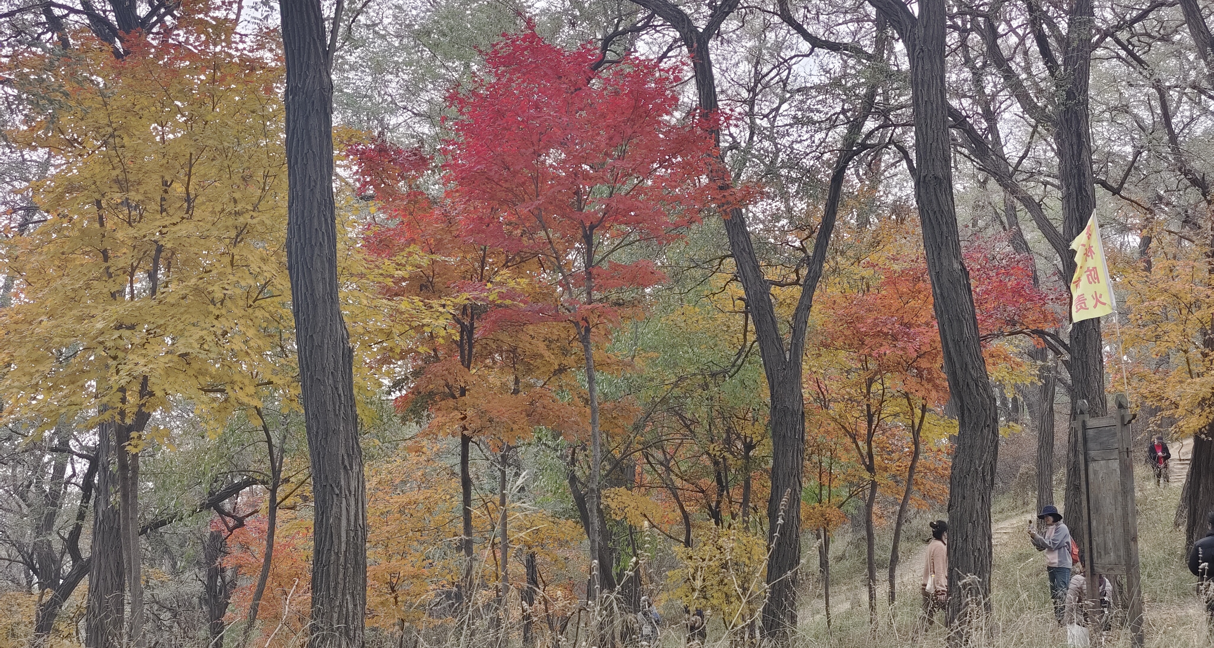 一個電話牽出的麻煩