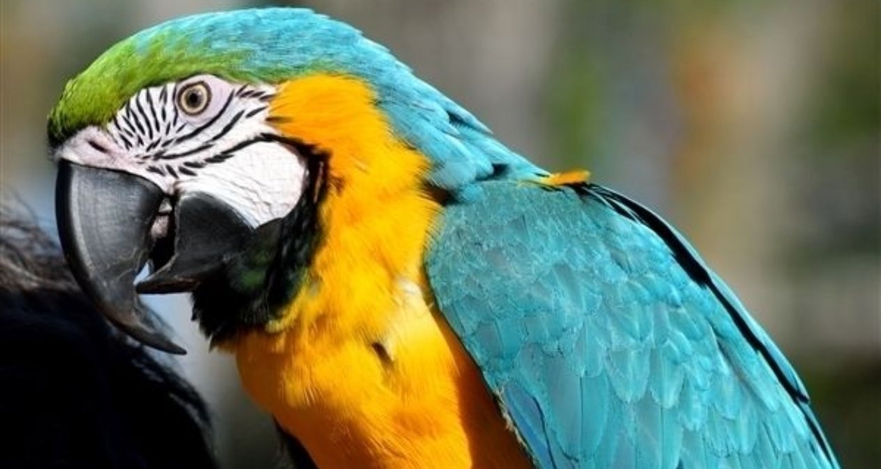 福建司机口袋养鹦鹉15天感染鹦鹉热，高烧10天肝肾受损