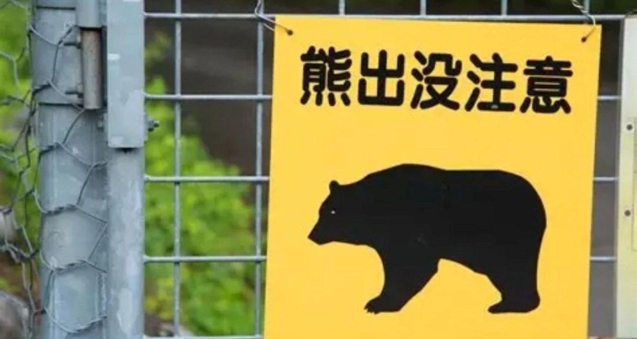 熊害逼近东京！日本将允许警方用步枪射杀熊