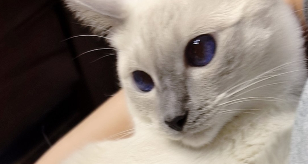 广东的天气成功把暹罗猫热褪色了