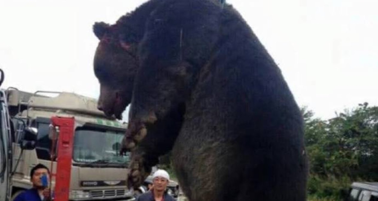 怪物獵人！日本熊災肆虐，政府緊急部署大規模獵熊行動