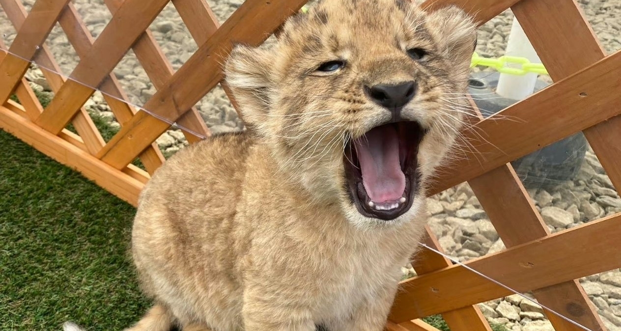 江苏一酒店推出“小狮子叫醒服务”，628元一晚已约满