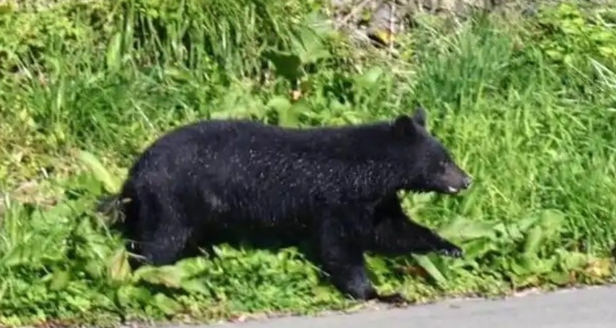 日本女演員住宅遭熊入侵，被迫搬家仍難逃威脅