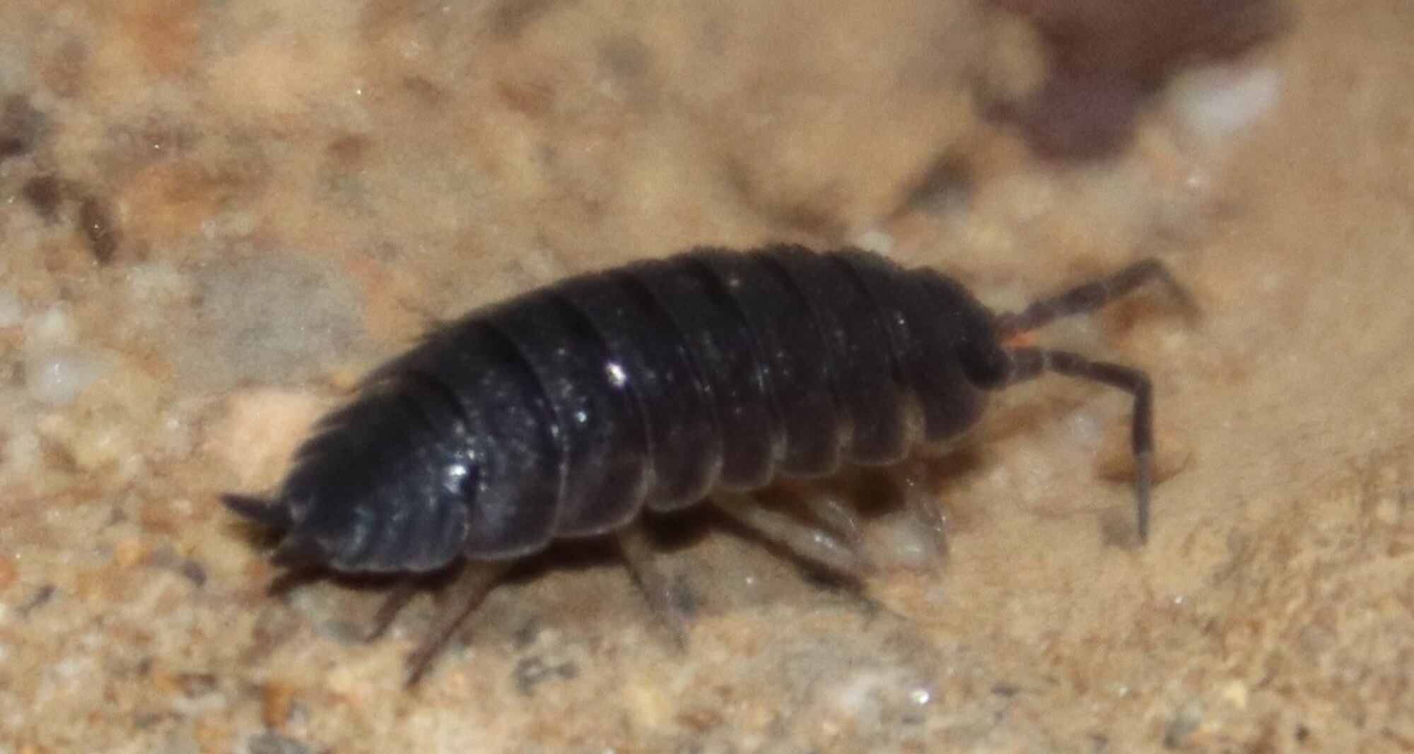 盤點可能出現在家中的蟲子，你認識嗎？（第一期）