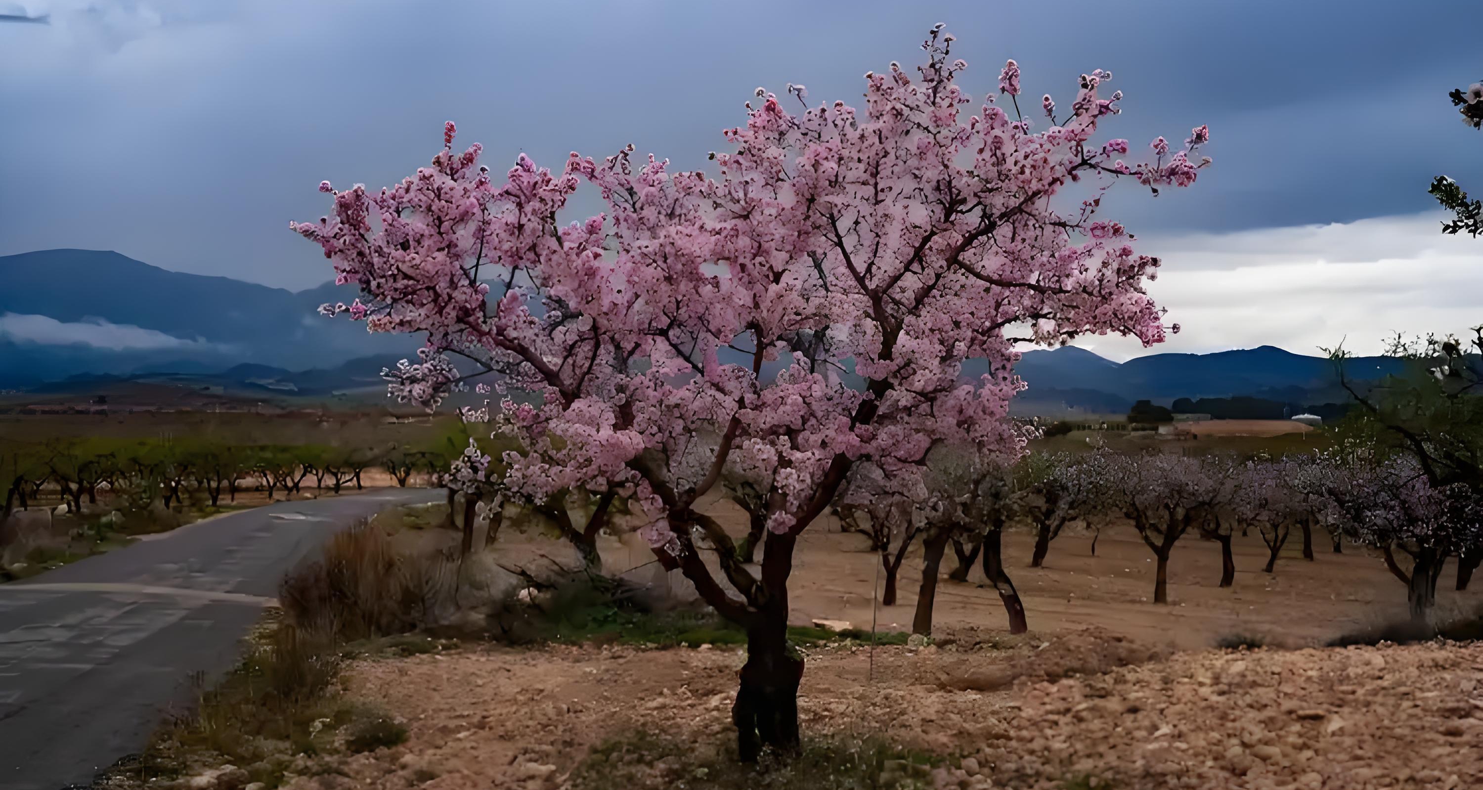我们都知道“桃李”指的是学生，可这个词是怎么来的呢？