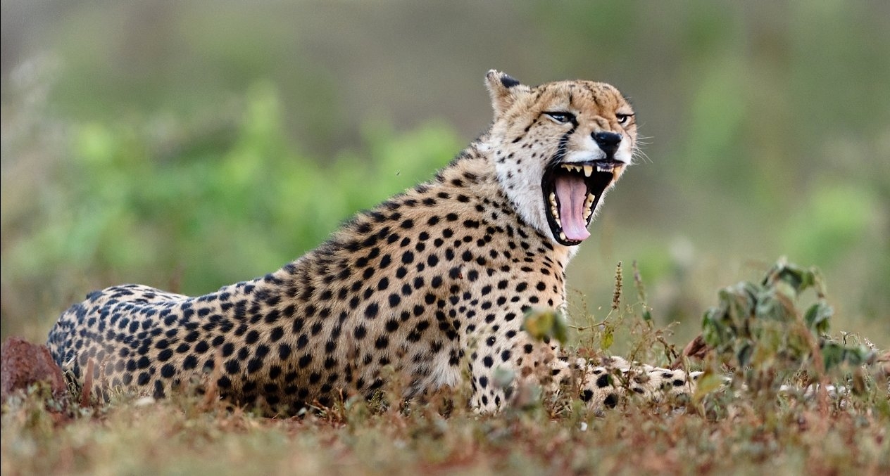 印度村民戴尖刺項圈防豹襲，豹患已致17死41傷