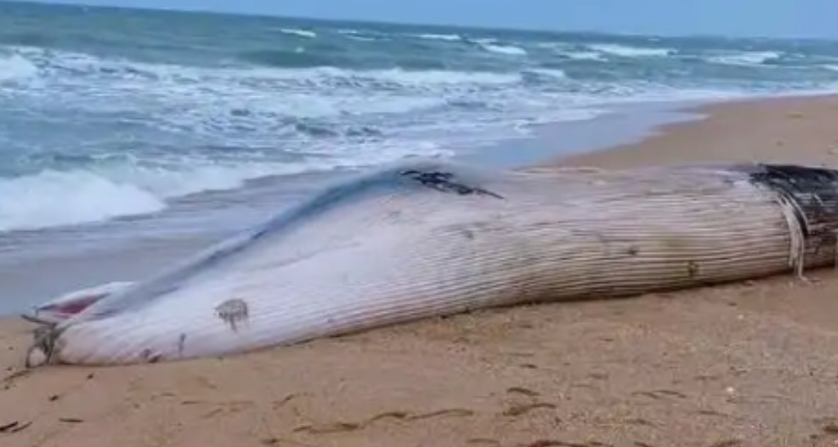 海南昌江海灘驚現12.2米巨型鯨魚擱淺屍體，已封鎖現場！