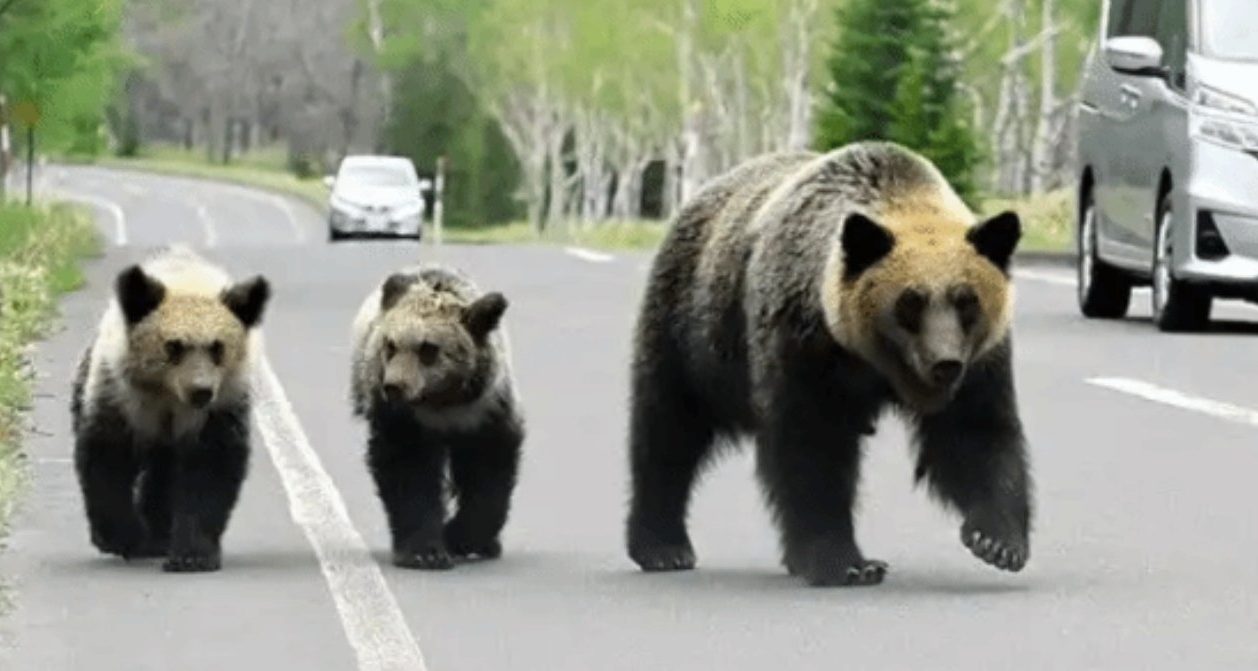 日本獵人遭熊“裝死”反擊！羣馬縣狩獵活動首日發生意外