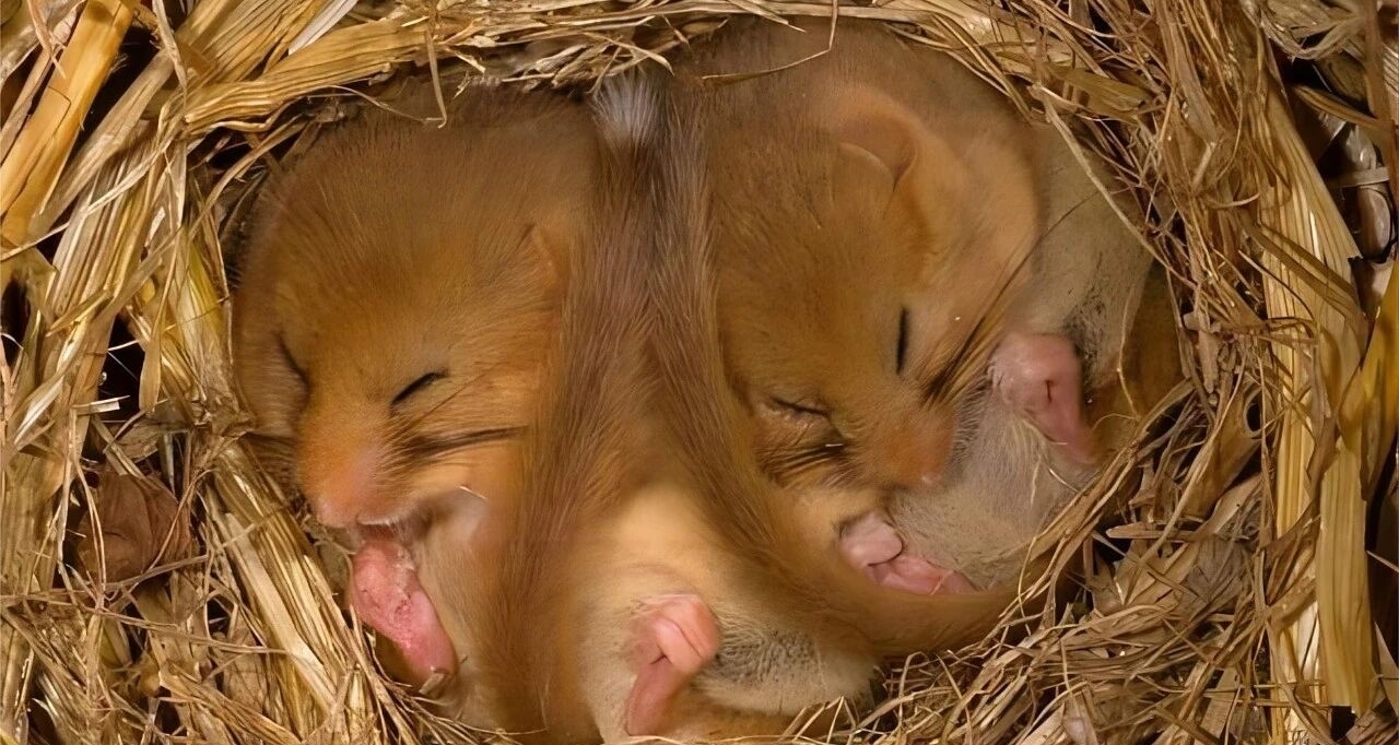 你不得不知道的冷知識：爲什麼人類不需要冬眠