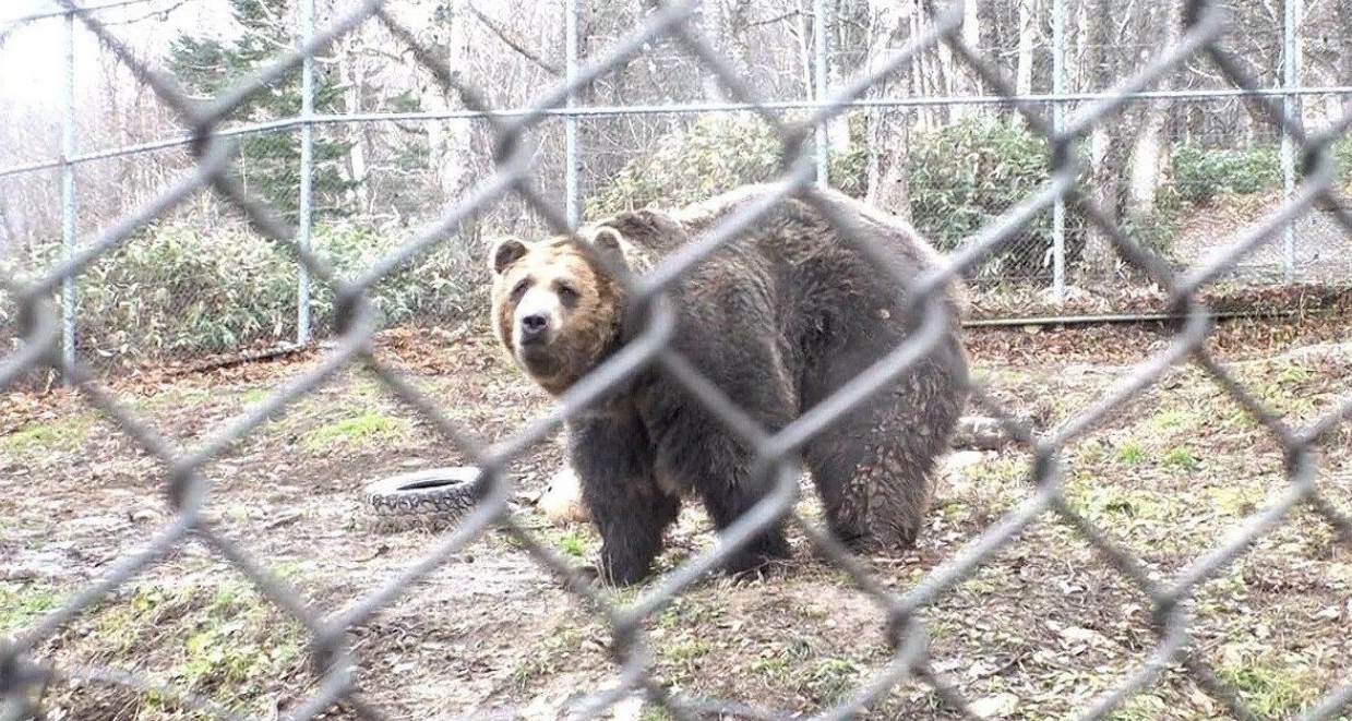 日本秋田縣熊災衝突加劇！獵人警告今年熊可能不冬眠