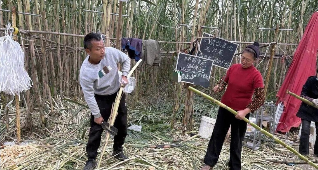 自助偷甘蔗爆火擠滿人！老闆無奈發朋友圈直呼不好玩別來了！