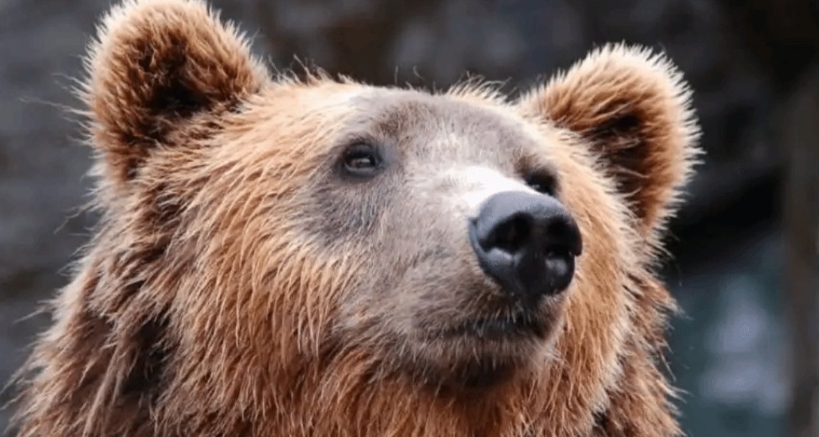 日本長野一熊突破鐵柵電欄，一週喫掉5000顆蘋果