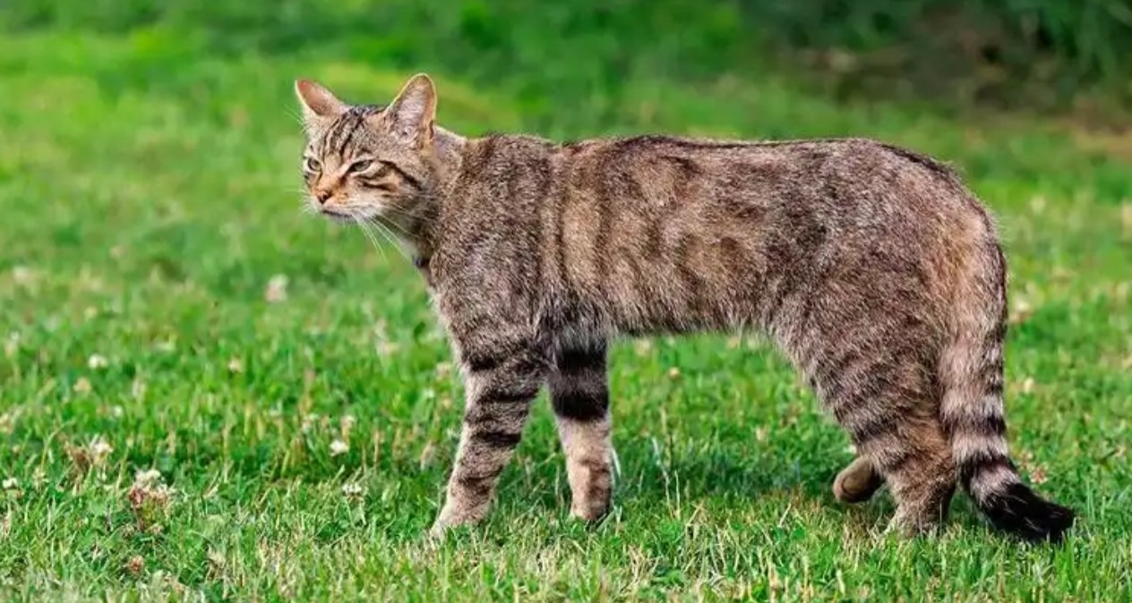 新西蘭宣佈2050年前消滅全國野貓，保護本土物種