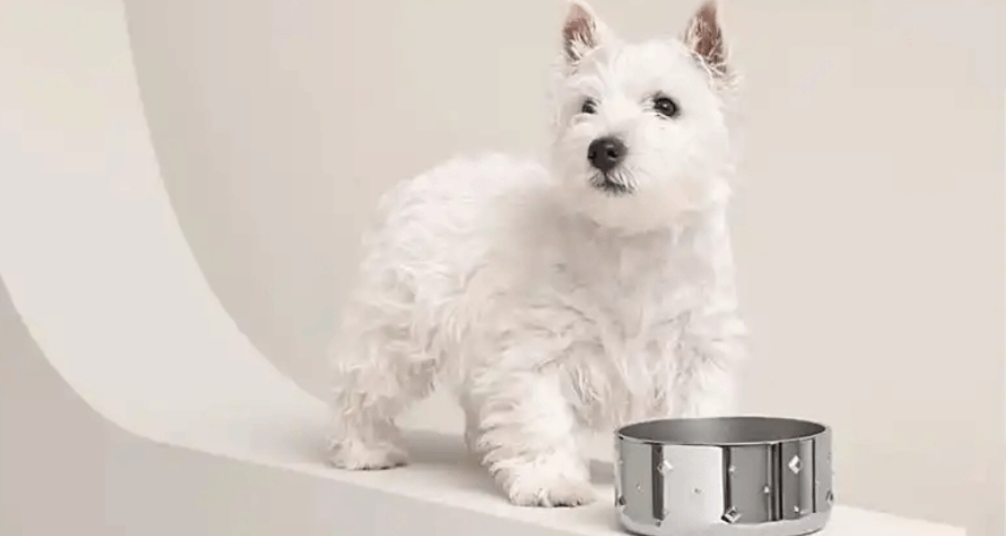 愛馬仕上架不鏽鋼狗碗售價超2萬元！限量發售庫存很少！