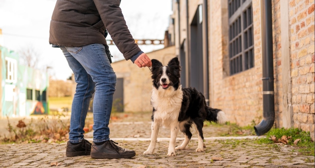 明年起遛狗不拴绳致伤害他人将视为违法
