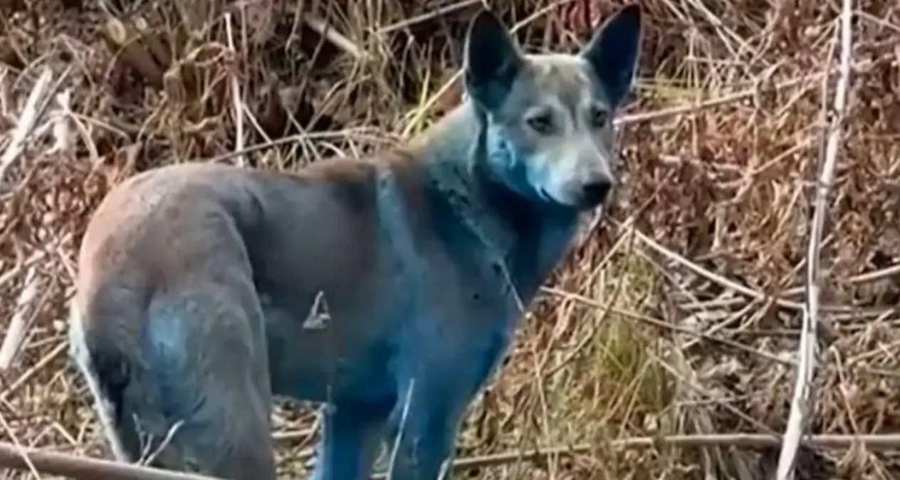 真不是辐射变异？专家团队公布切尔诺贝利“蓝狗”调查结果！