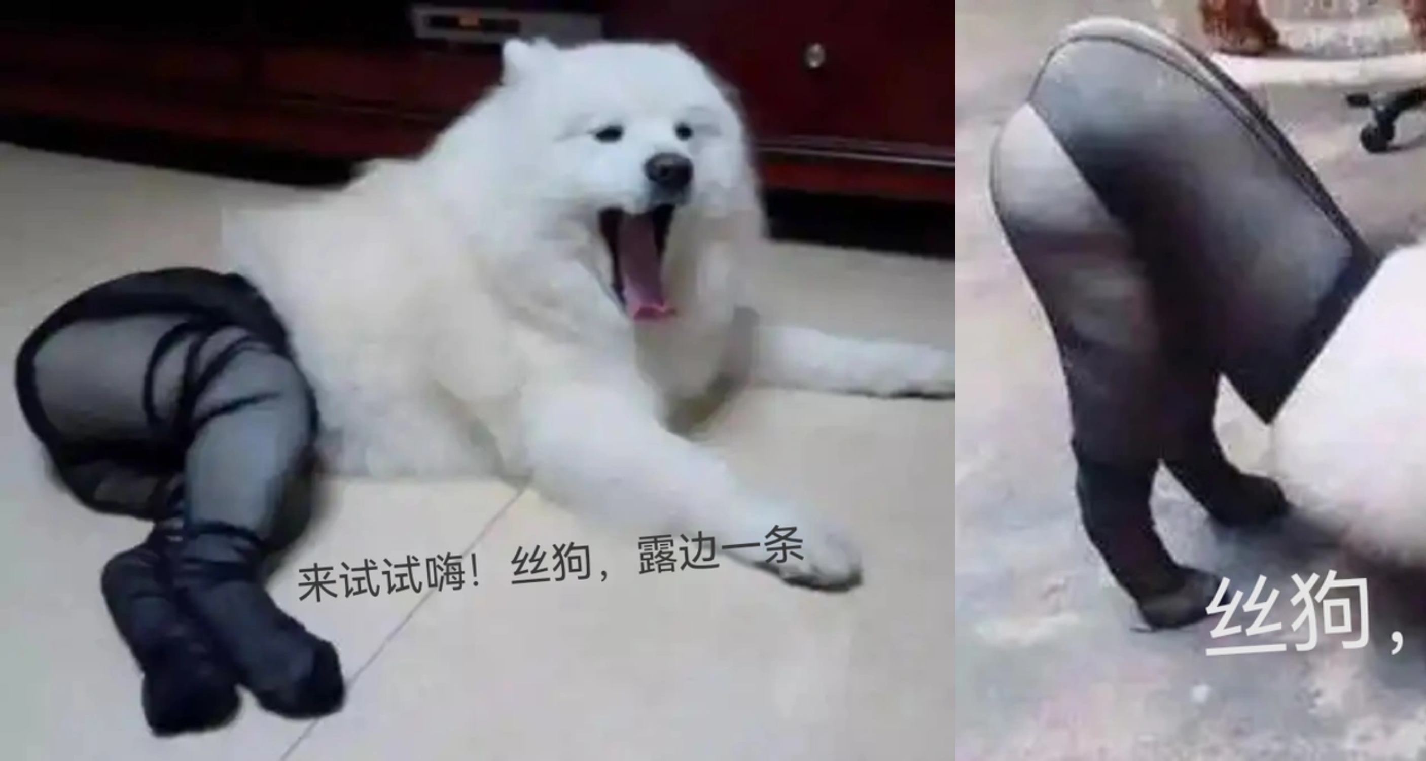 让你们搞二创，不是让你们创死我，让萨摩耶穿黑丝裤袜是想怎？