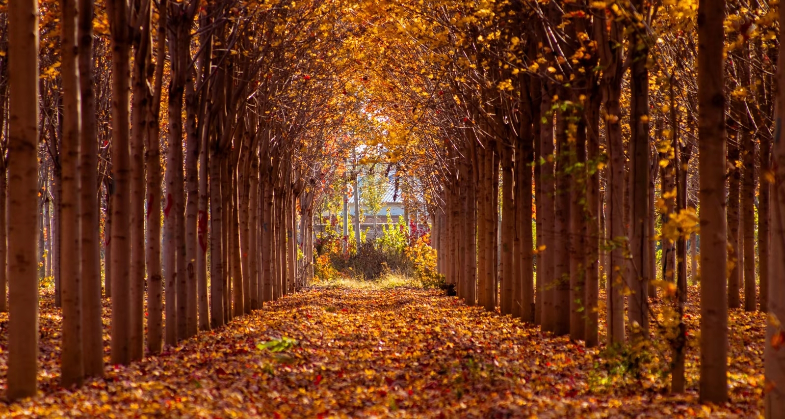 求助各位摄影大佬们意见