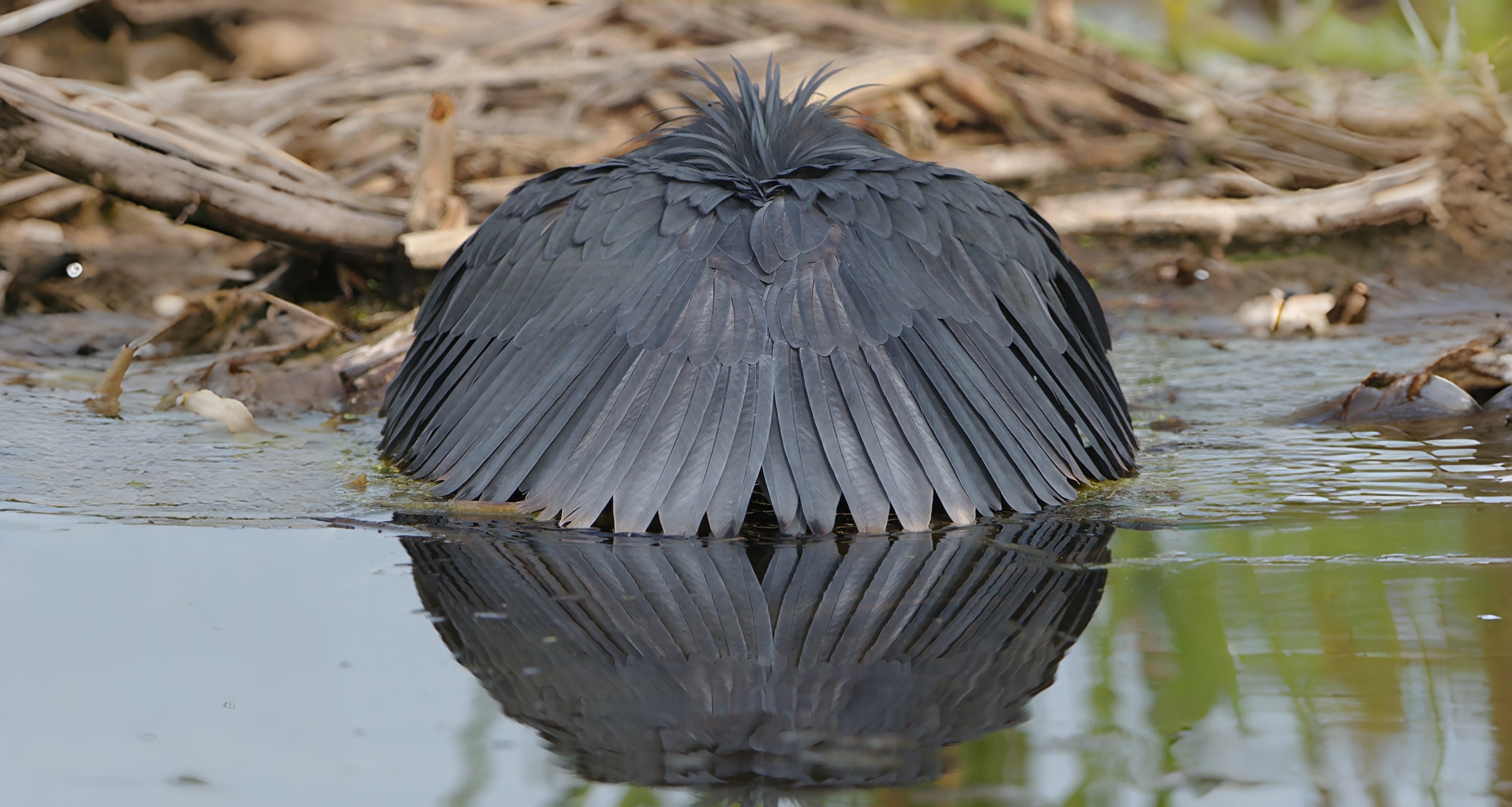 [地球技能推荐]邪修程度，不亚于拿三文鱼钓鱼的鸟中钓鱼佬