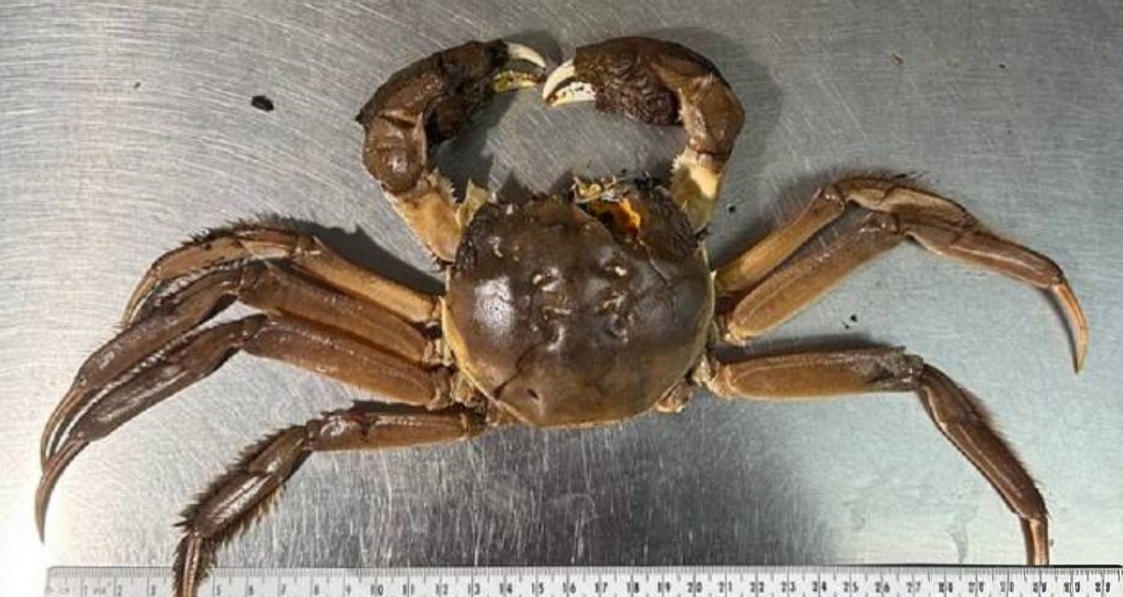 物种入侵？大闸蟹引发美国俄勒冈州生态恐慌