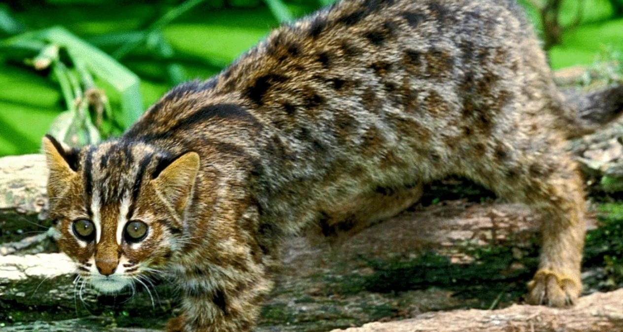 北大研究揭示1200年前中國人擼的是豹貓！家貓唐代才沿絲路傳入