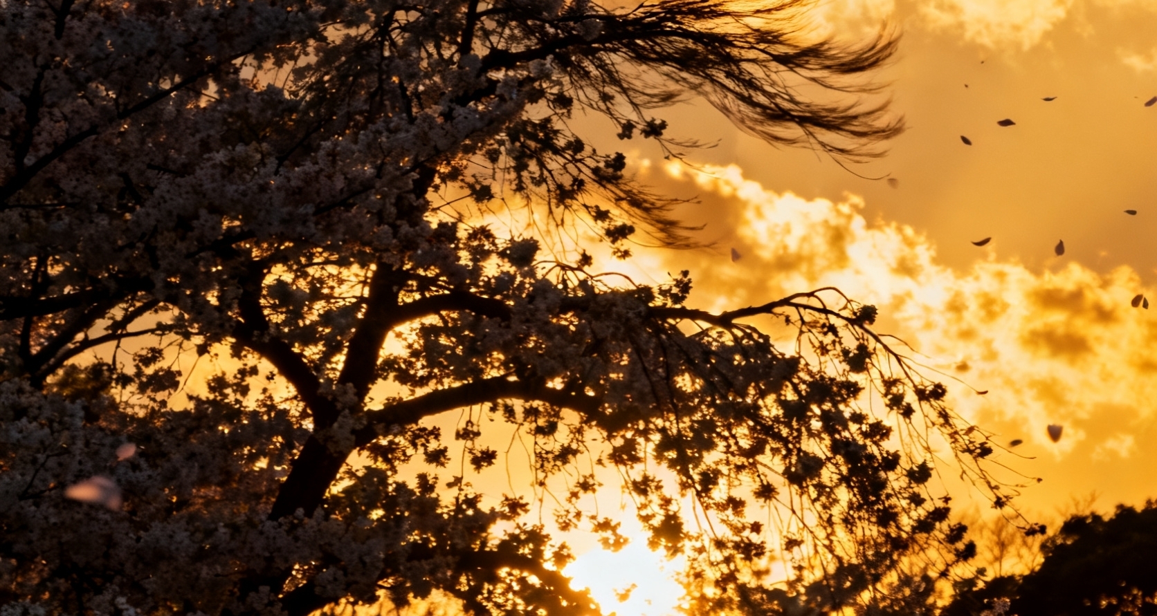 豆包极品焚决分享