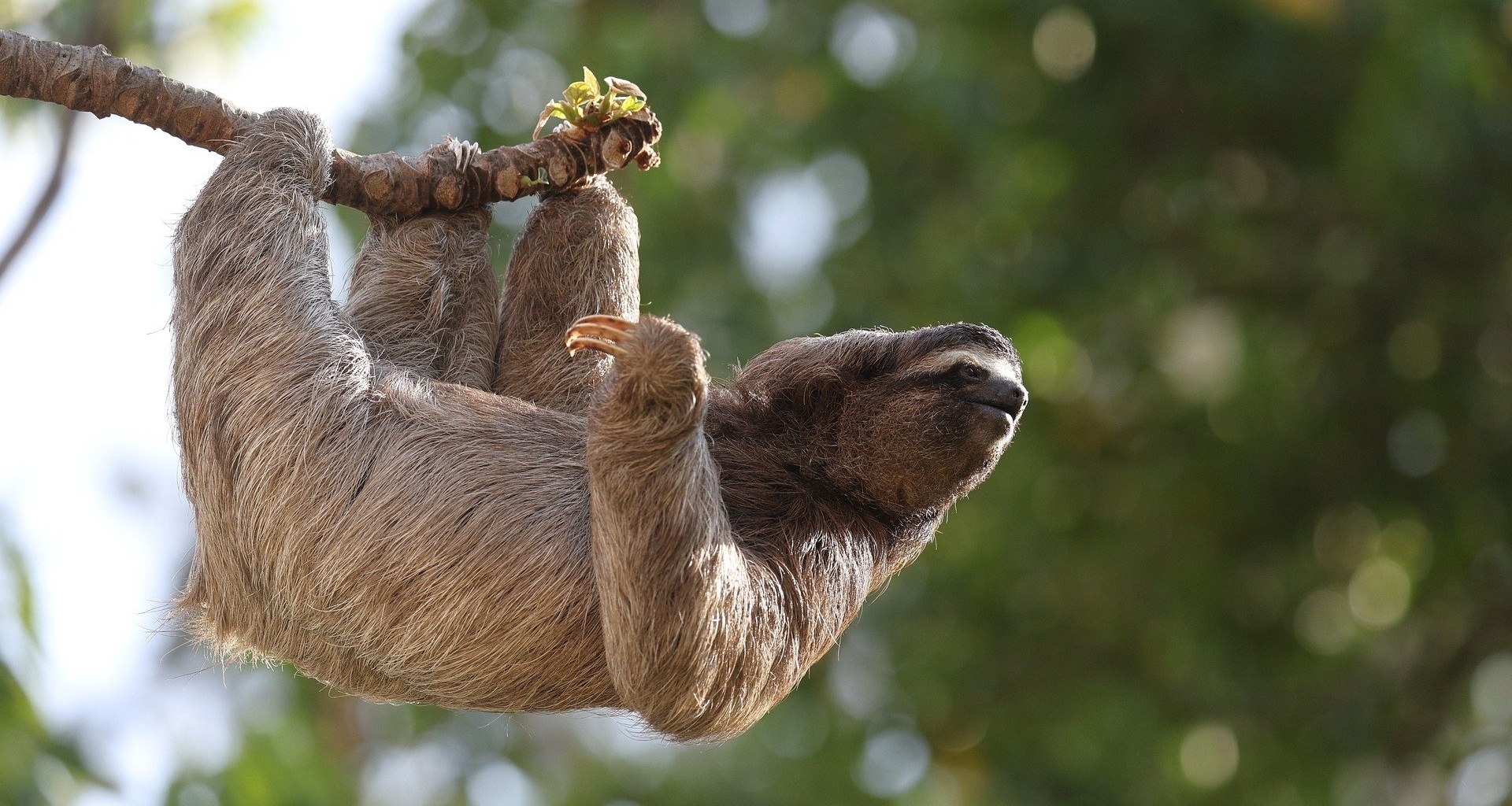 爲什麼對很多動物來說，速度快完全沒有意義？