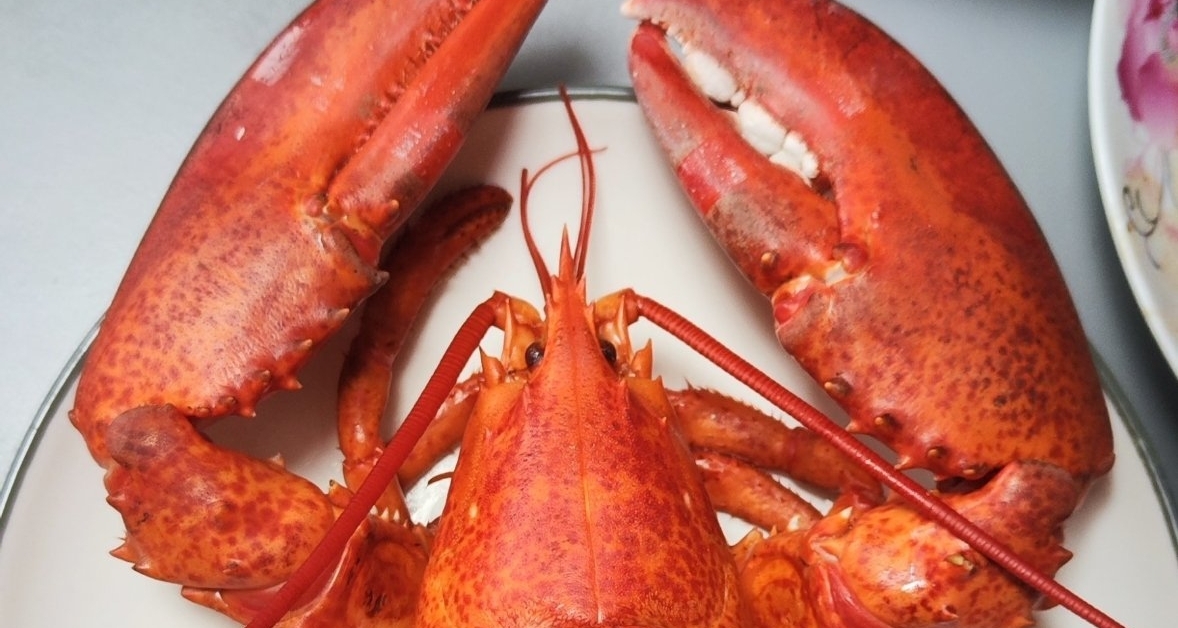 太残忍？英国禁止活煮龙虾 新规要求烹饪前须人道致昏