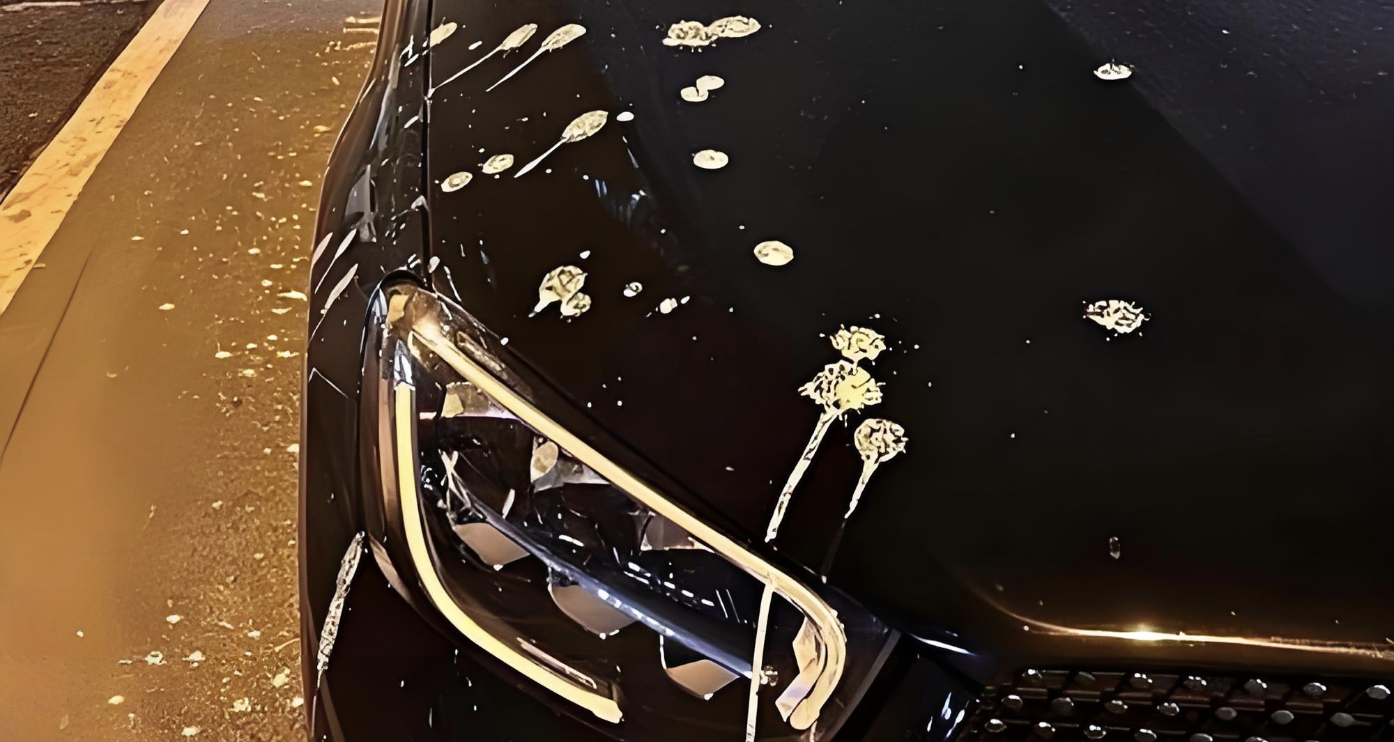 爲啥鳥能在白車拉黑屎，在黑車拉白屎？