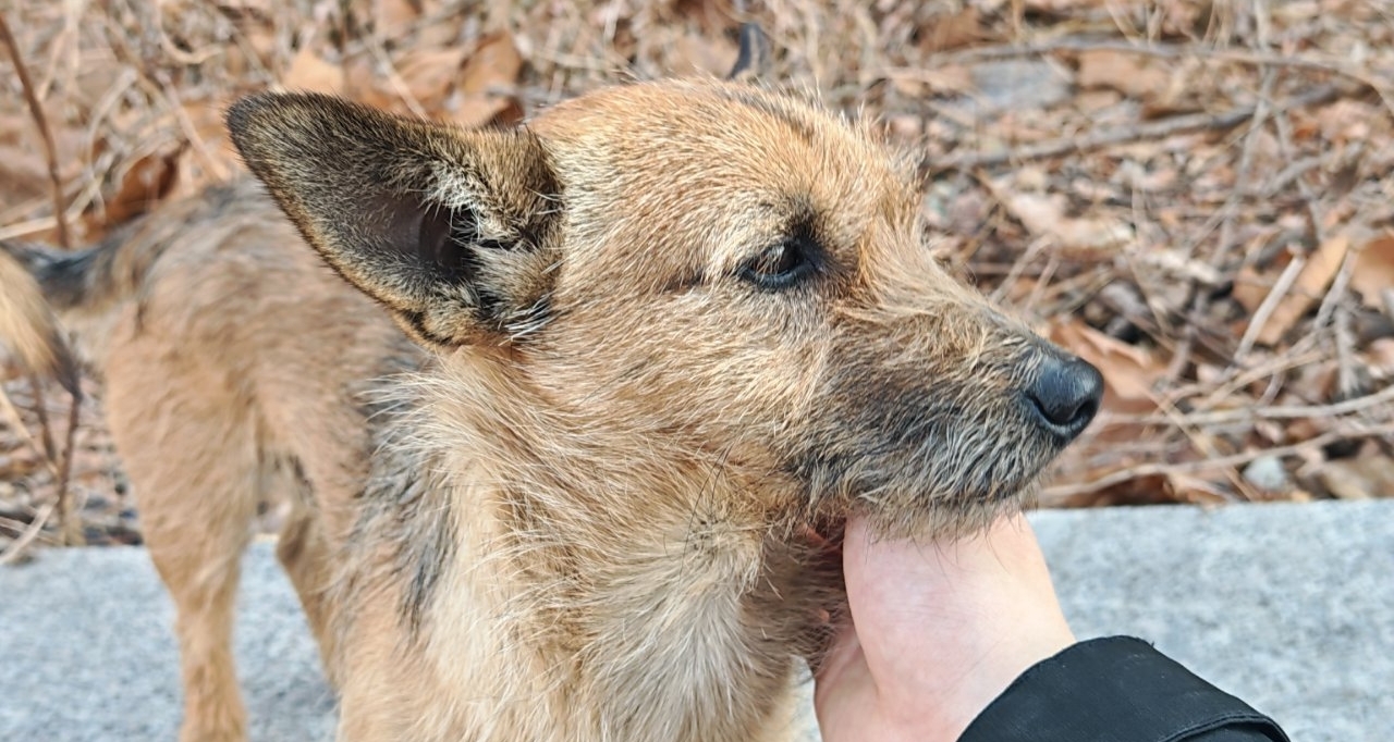 先天德魯伊聖體在外地打工被流浪小狗纏上了怎麼辦求救