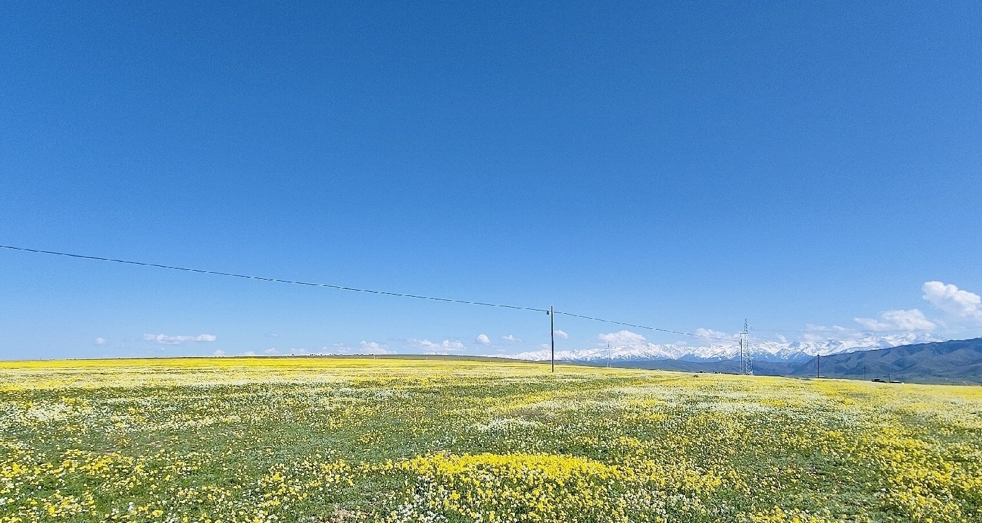 可否許我再少年？