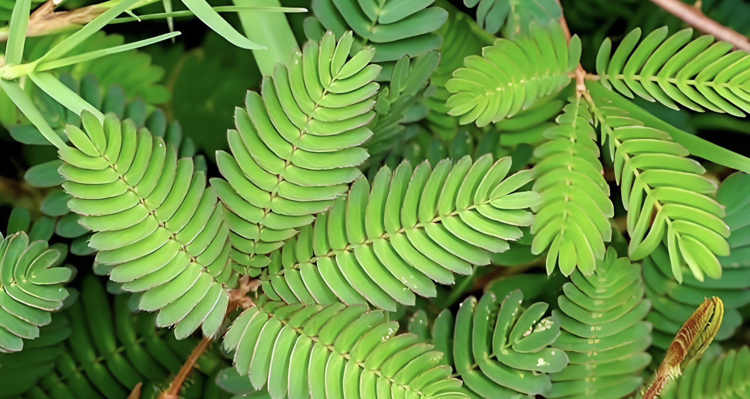 如果一直戳含羞草，它會一直不張開葉子嗎？