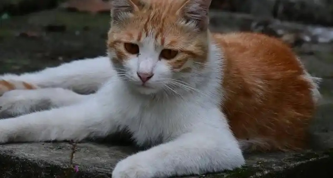 新西兰正式启动“野猫清零计划”，2050年前全面清除野猫