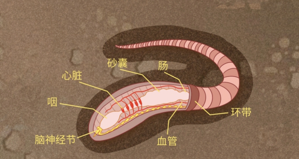 蚯蚓被切成兩半後，它們還互相認識嗎？