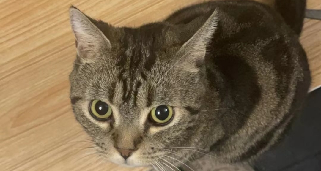 想看看你们的爵士好猫