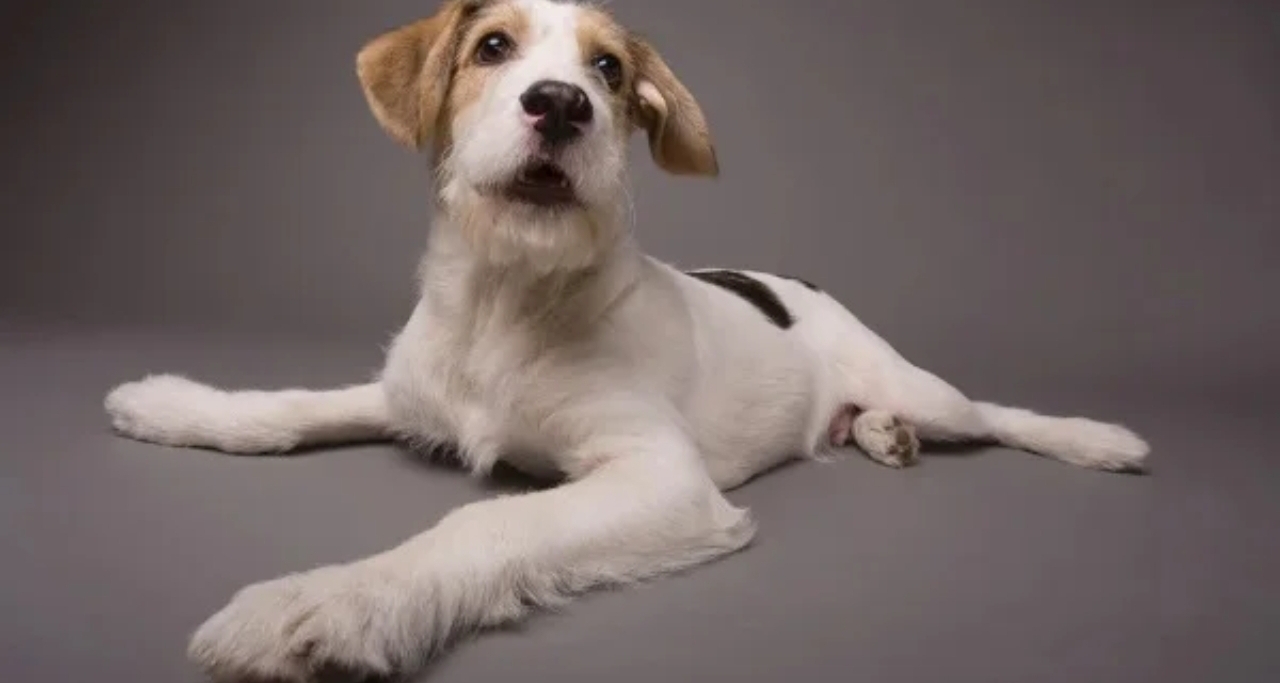 校园保安不当处理流浪犬 校方致歉并停职涉事人员