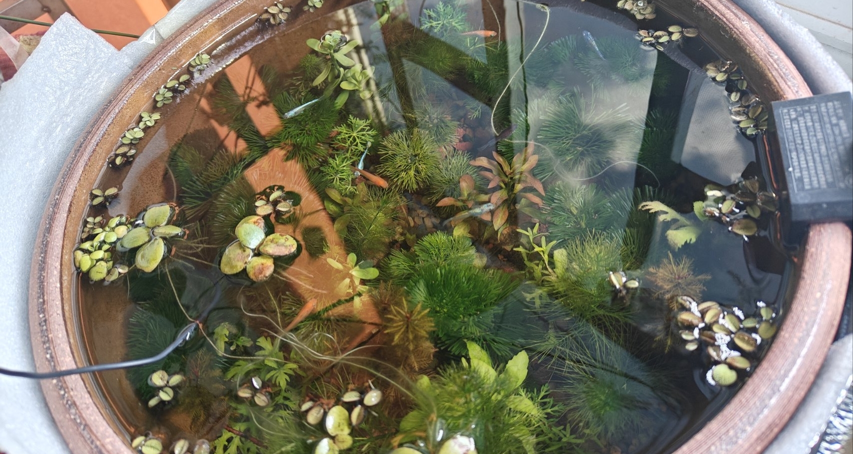 古法養魚一年經驗分享