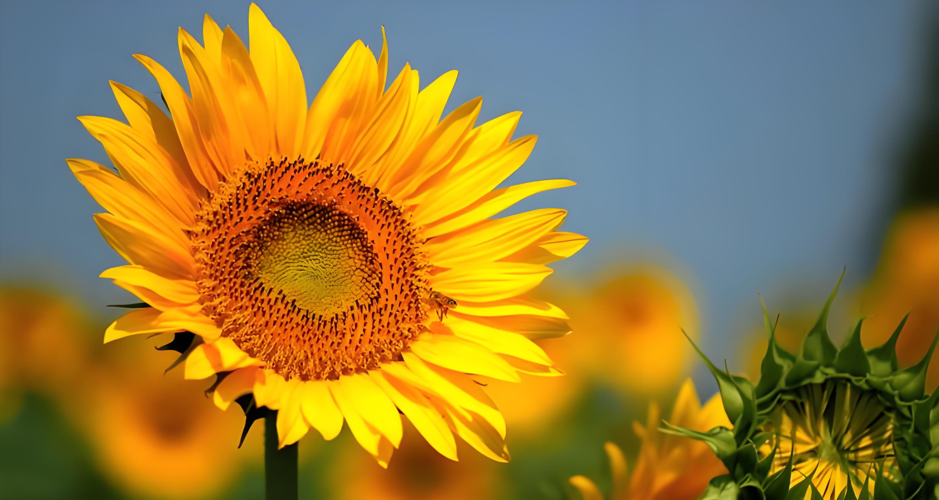 向日葵对着太阳转了一天, 为啥第二天还能把头转回来等着日出？