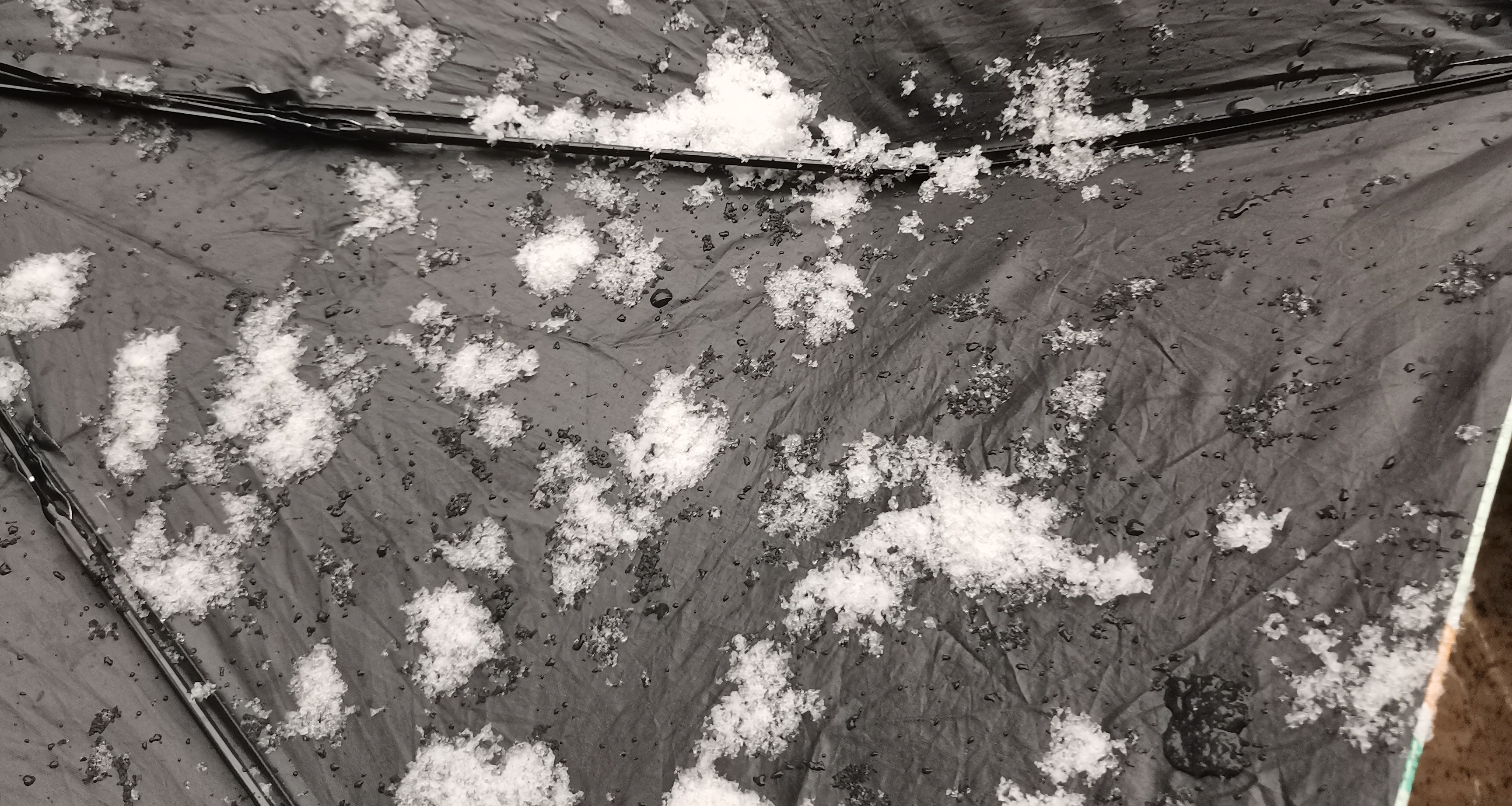 ✋大的雪花，原來“鵝毛大雪”這個詞不是比喻，不是誇張