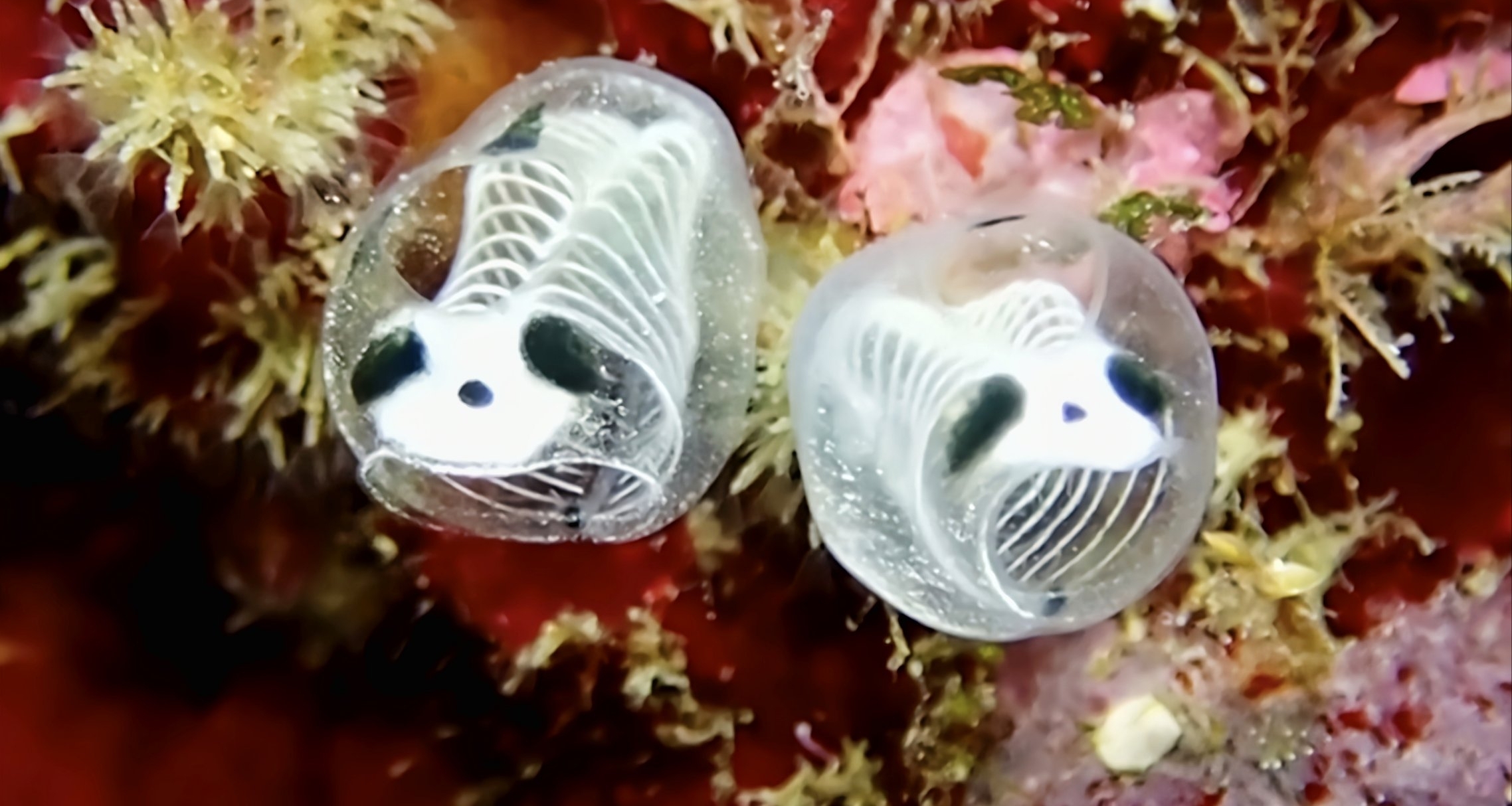 [奇怪生物日志271]太露骨了！不止地上有熊猫，连海里也有“熊猫”