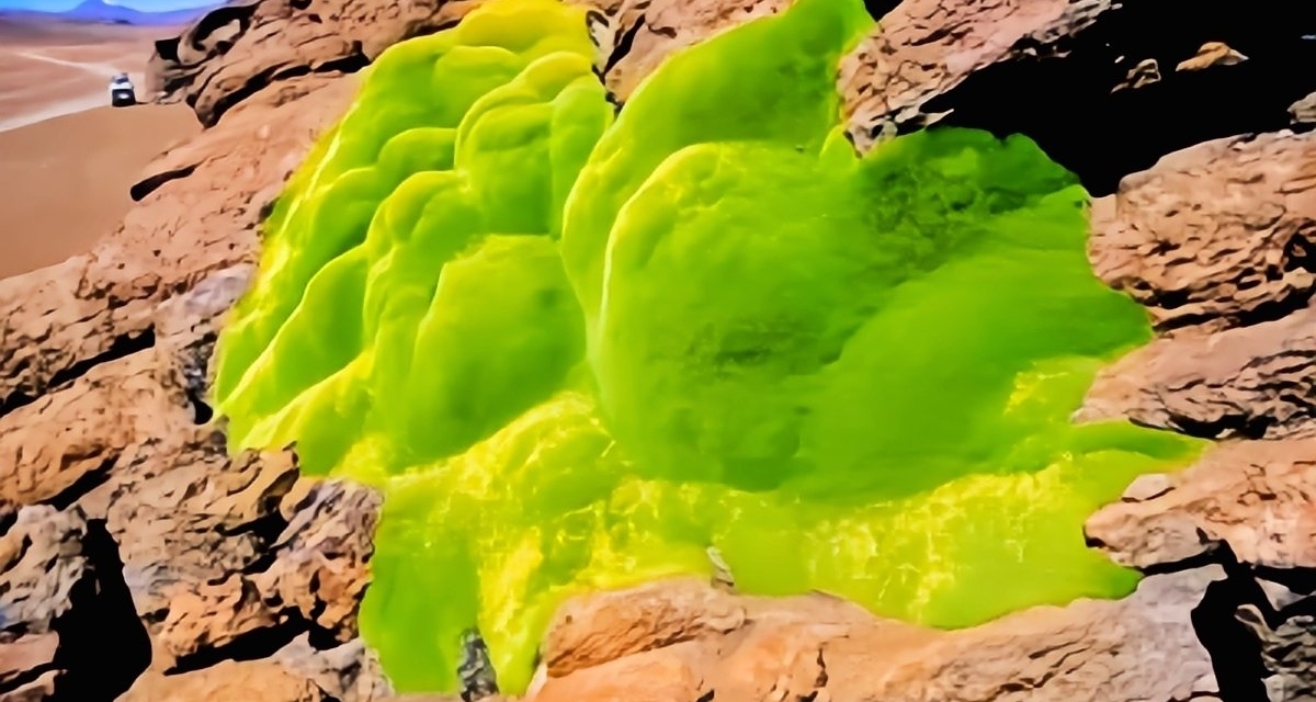 火星生存簡簡單單?在極端環境生長的植物們，比遊戲裏還離譜