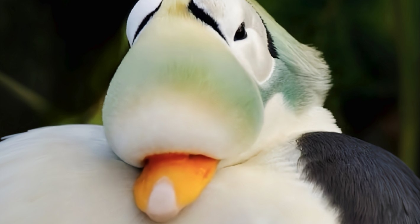 [奇怪生物日誌272]我賭五毛，光看封面你猜不出這是什麼生物~