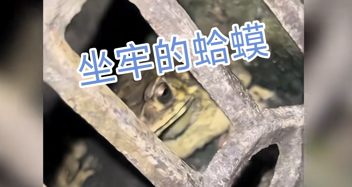 奇葩事件《坐了6年牢的蛤蟆》