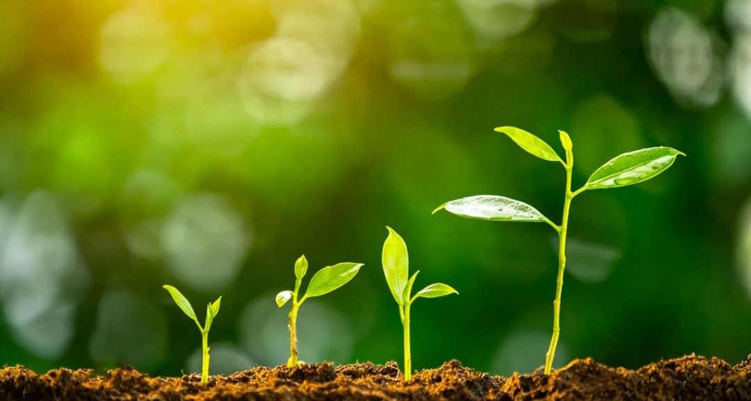 萬物終將歸於混亂，爲何生命偏要對抗熵增