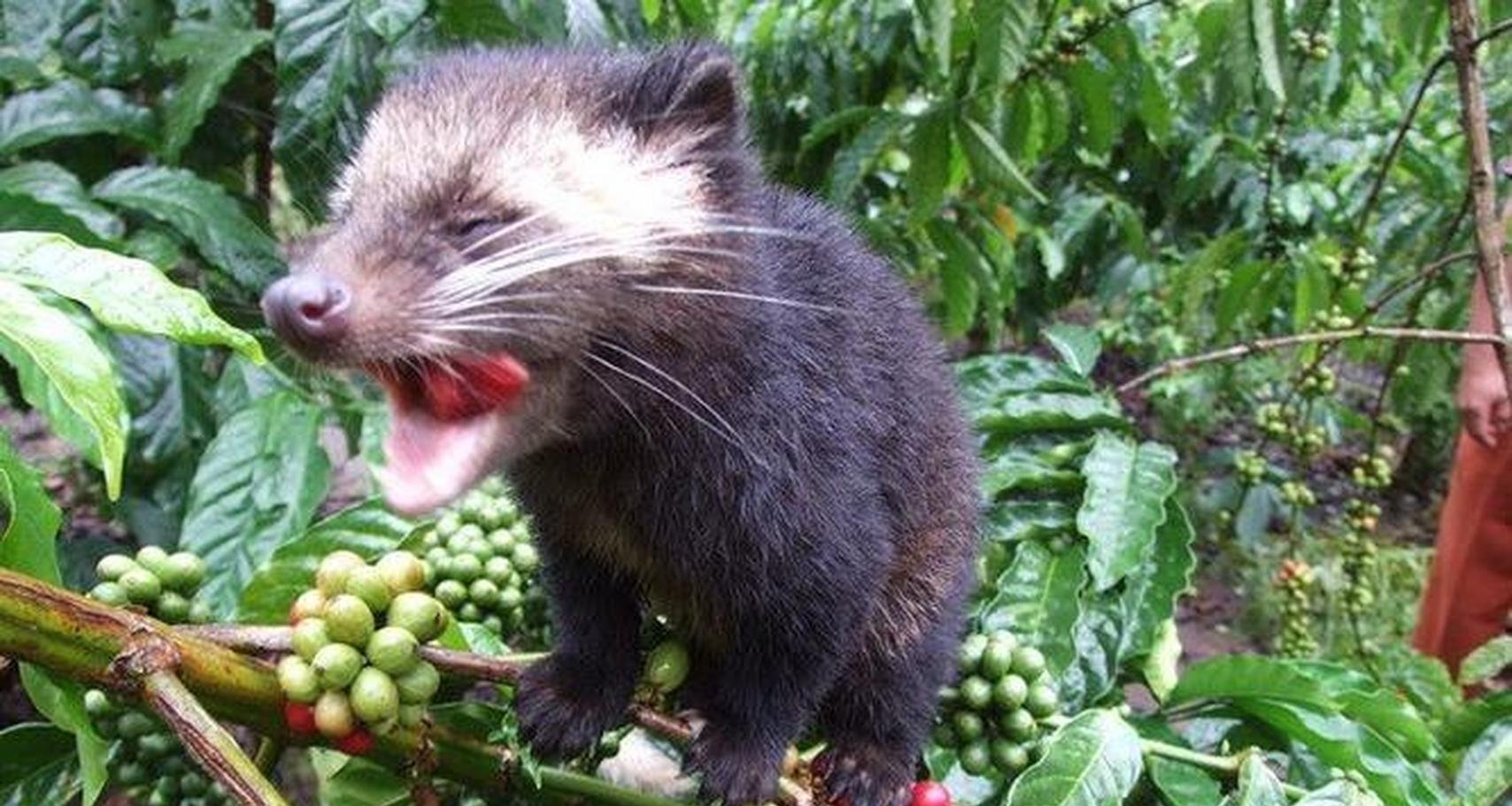 貓屎咖啡什麼味？