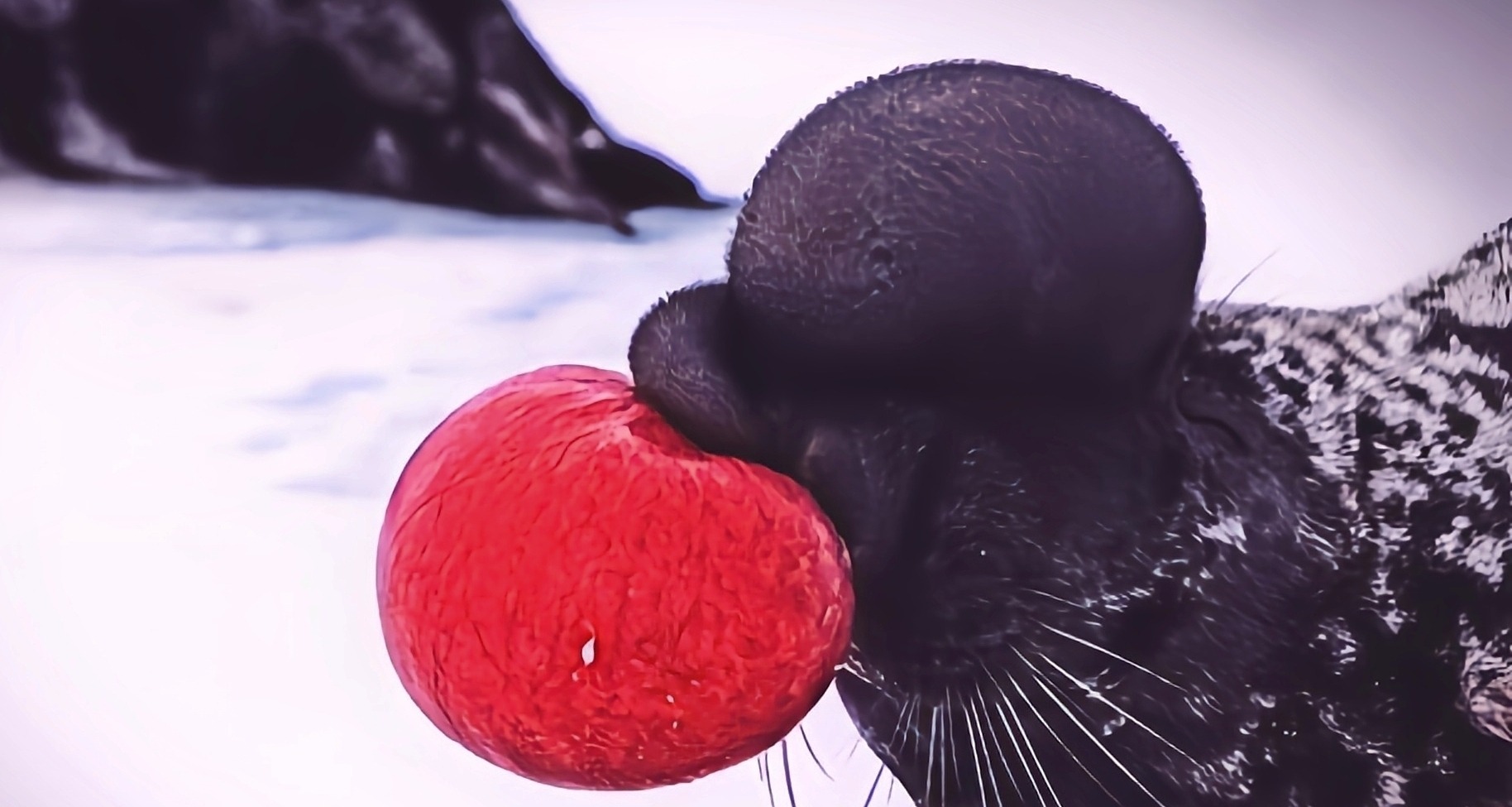 [奇怪生物日志273]你意思这俩球，是从它们自己身体里长出来的?