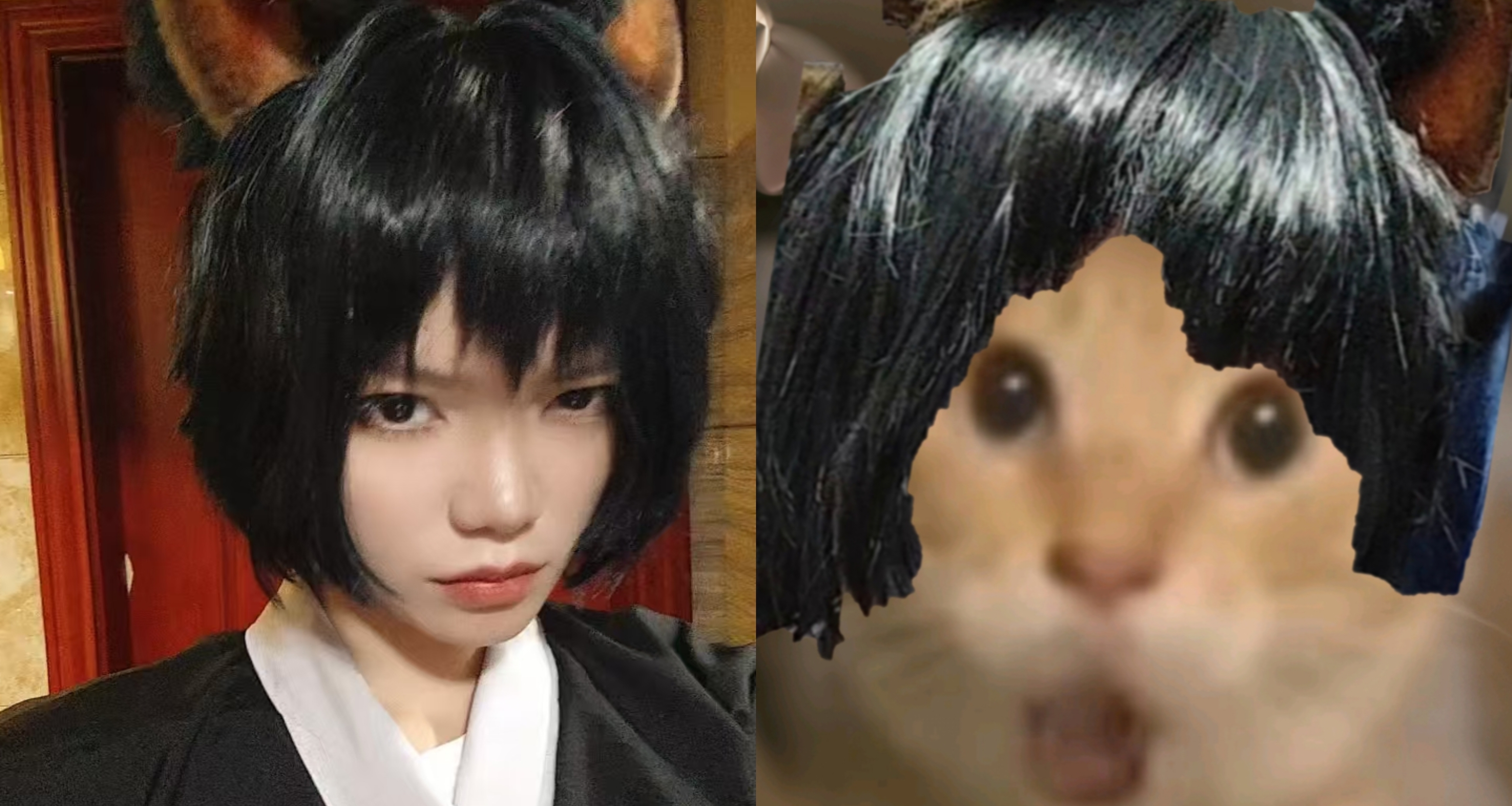 1000位盒友點讚我，只爲了被哈氣，只爲了看嫌棄臉