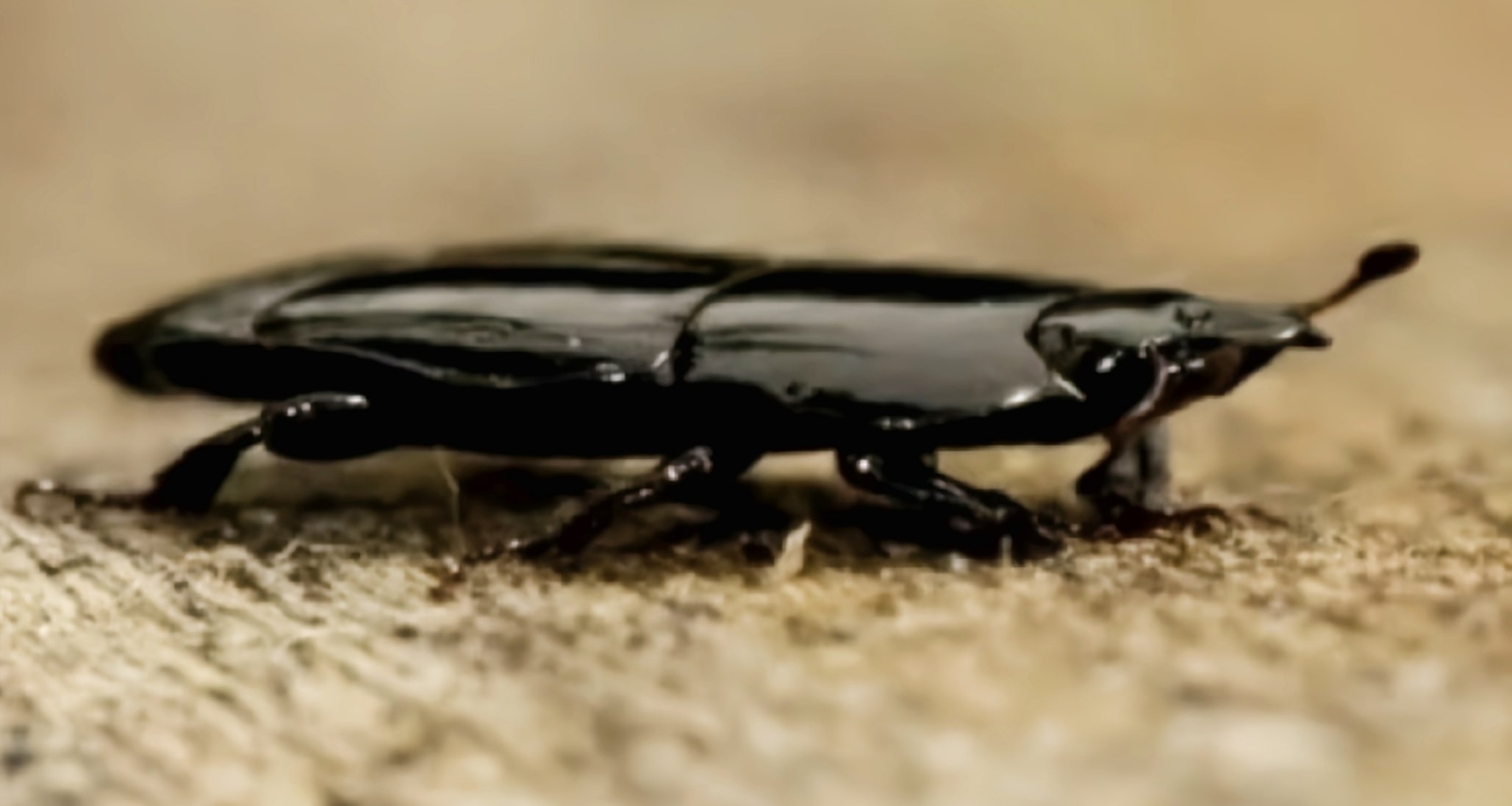 [奇怪生物日誌274]蟲蟲戰車來咯！不是被人踩扁了，是真的這麼扁